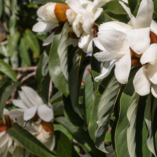 Silver Cloud Michelia - Michelia doltsopa 'Silver Cloud'-Evergreen,Flowering,Full Sun,Moderate Growing,Moderate Water,Ornamental,Outdoor-Nursery Near Me