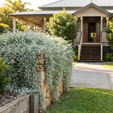 Silver Falls Dichondra (Dichondra argentea), a cascading, drought-tolerant ground cover, spills over a stone wall in front of a house with a porch and wooden front door.