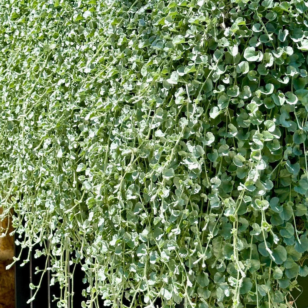 Silver Falls Dichondra - Dichondra argentea-Evergreen,Fast Growing,Full Sun,Ground Cover,Low Water,Ornamental,Outdoor-Nursery Near Me