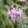 Silver Lace Society Garlic