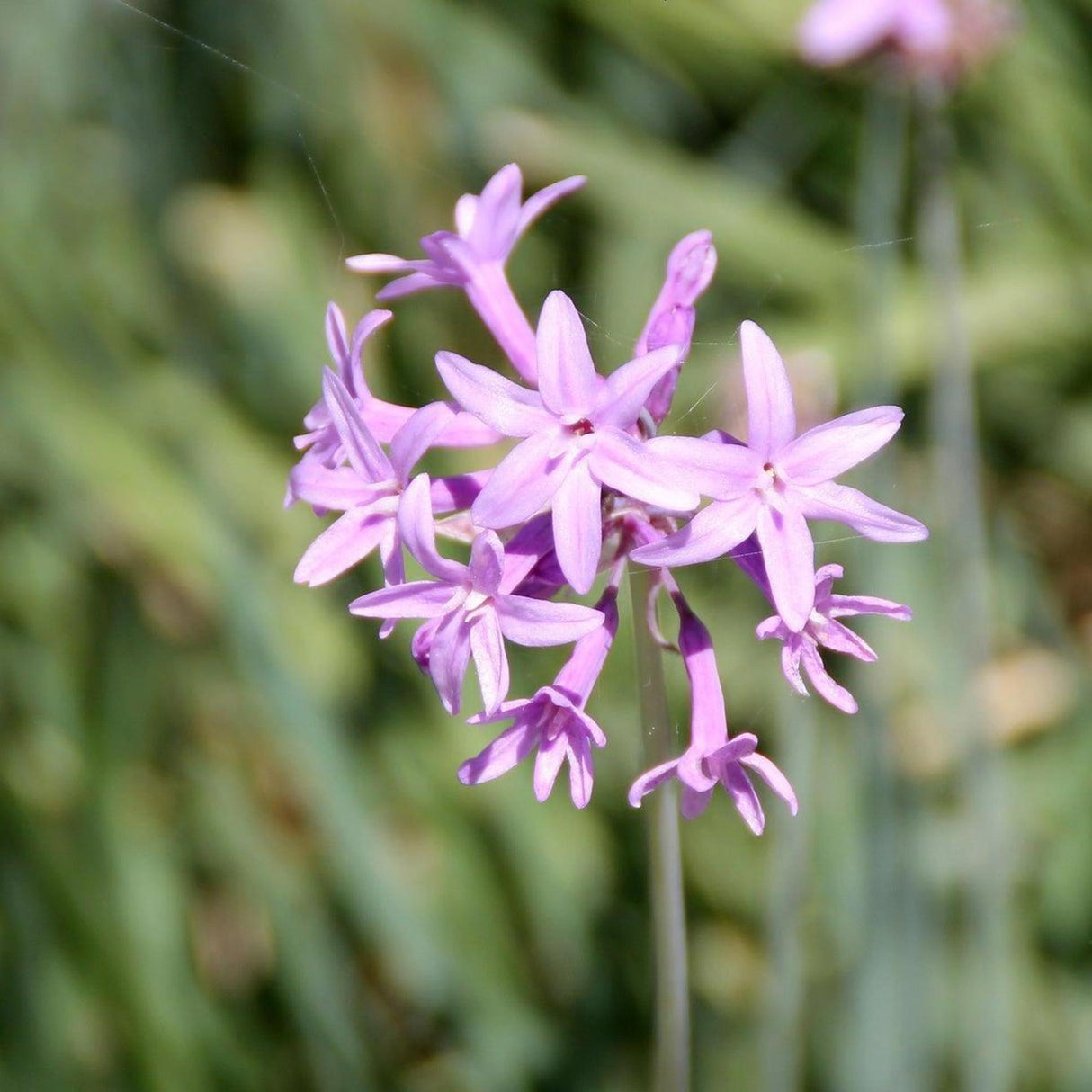 Silver Lace Society Garlic - Tulbaghia violacea 'Silver Lace'-Evergreen,Flowering,Full Sun,Low Water,Ornamental,Outdoor,Slow Growing-Nursery Near Me