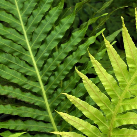 Silver Lady Fern - Blechnum gibbum 'Silver Lady'-Evergreen,Fern,Moderate Water,Ornamental,Outdoor,Partial Shade,Slow Growing-Nursery Near Me