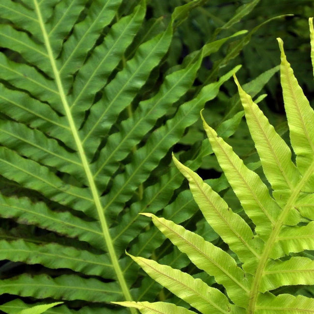 Silver Lady Fern - Blechnum gibbum 'Silver Lady'-Evergreen,Fern,Moderate Water,Ornamental,Outdoor,Partial Shade,Slow Growing-Nursery Near Me