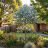 Silver Leaf Stringybark