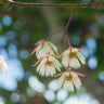 Silver Quandong Tree