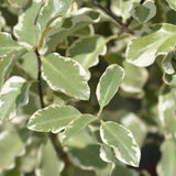 Close-up of variegated leaves with green centers and cream-colored edges on a Pittosporum tenuifolium Silver Sheen Dream branch, ideal for a privacy hedge.-Nursery Near Me