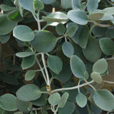 Silver Spoons Kalanchoe - Kalanchoe ‘Silver Spoons’-Evergreen,Indoor,Low Water,Partial Shade,Slow Growing,Succulent,Tropical-Nursery Near Me