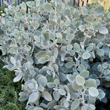 Silver Spoons Kalanchoe - Kalanchoe ‘Silver Spoons’-Evergreen,Indoor,Low Water,Partial Shade,Slow Growing,Succulent,Tropical-Nursery Near Me