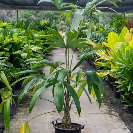 Silver Star Palm - Cryosophila warscewiczii-Evergreen,Moderate Water,Outdoor,Palm,Partial Shade,Slow Growing,Tropical-Nursery Near Me