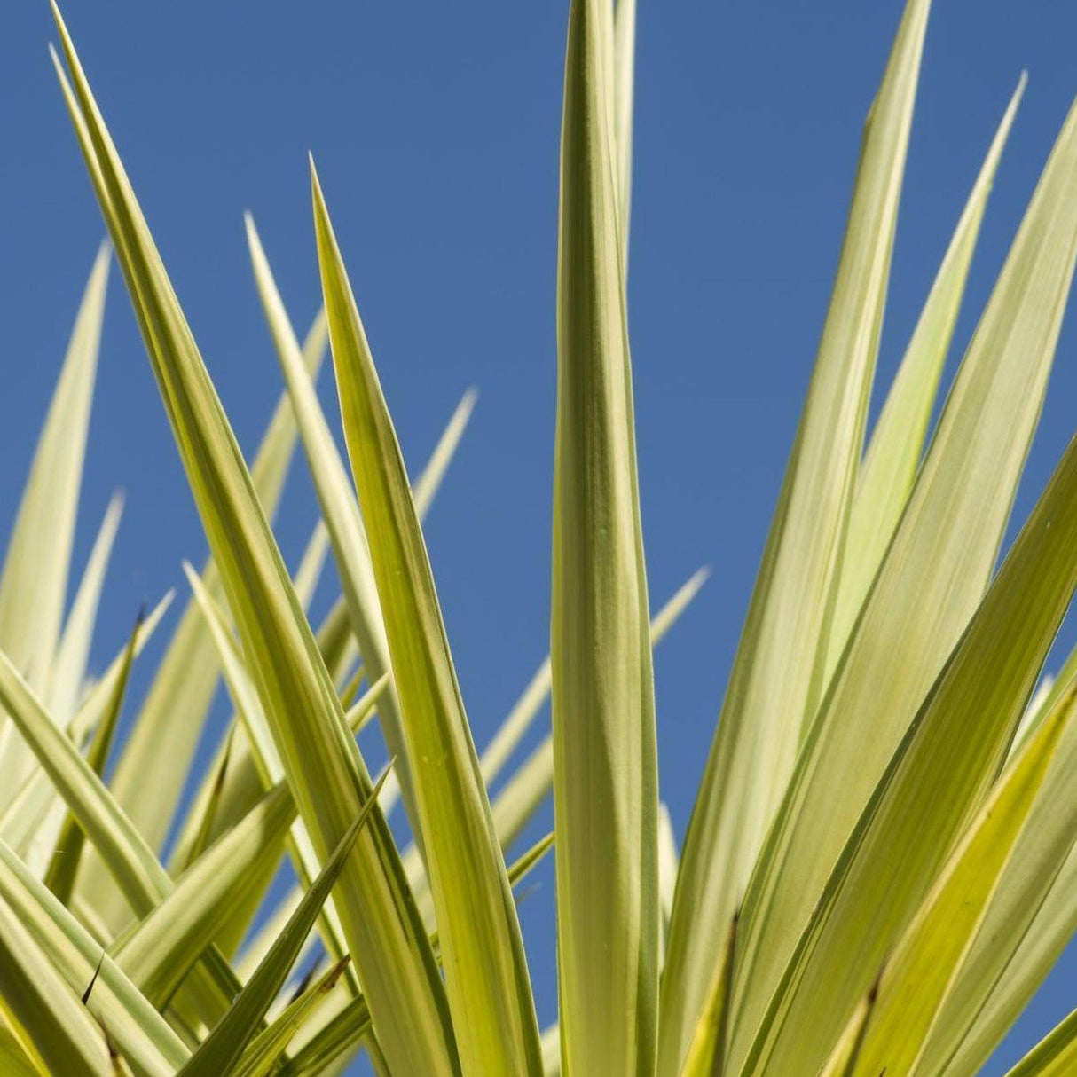 Silver Star Yucca - Yucca elephantipes 'Silver Star'-Evergreen,Full Sun,Low Water,Moderate Growing,Ornamental,Outdoor,Tree-Nursery Near Me