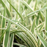 Silver Streak Dianella - Dianella 'Silver Streak'-Evergreen,Full Sun,Grass,Moderate Growing,Moderate Water,Ornamental,Outdoor-Nursery Near Me