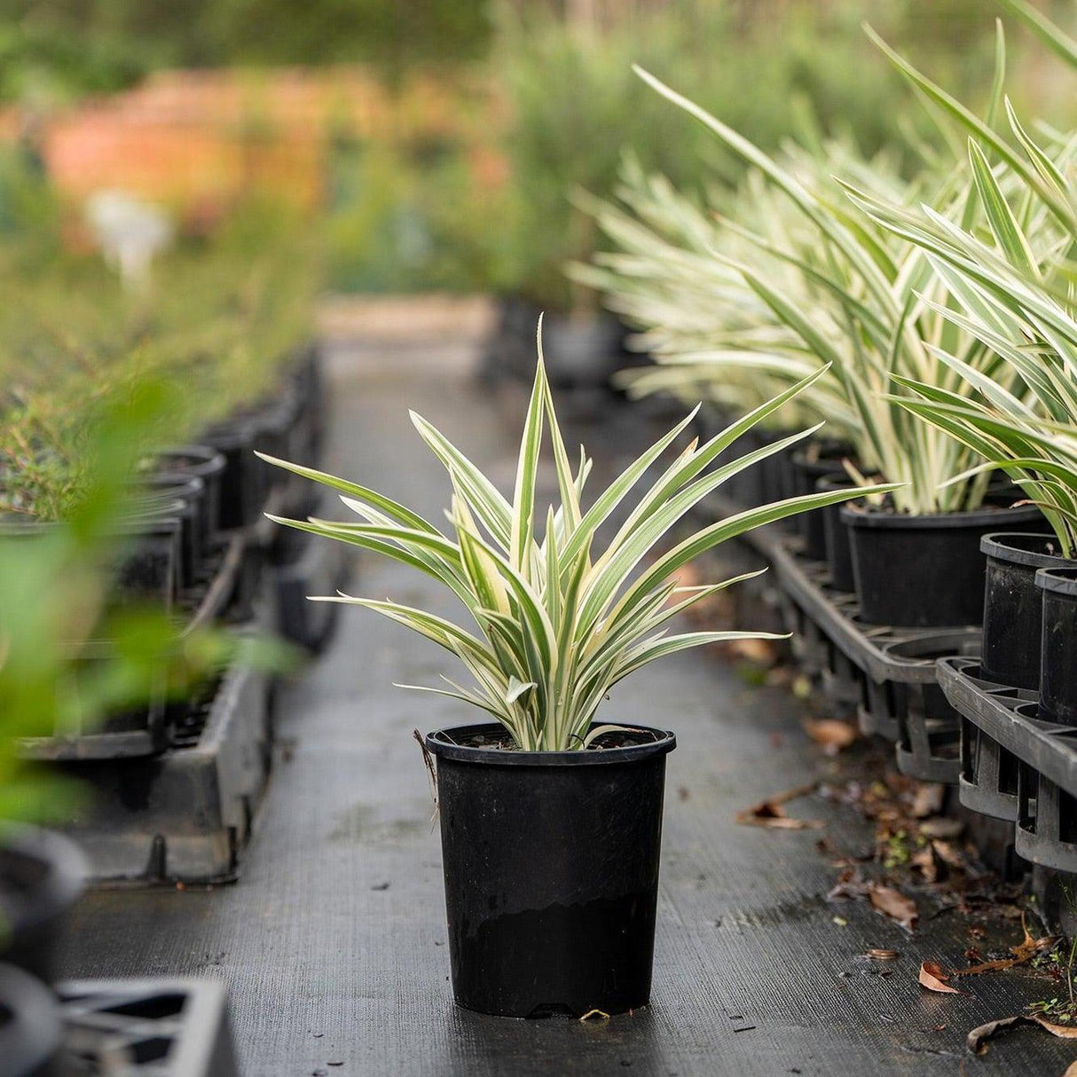 Silver Streak Dianella - Dianella 'Silver Streak'-Evergreen,Full Sun,Grass,Moderate Growing,Moderate Water,Ornamental,Outdoor-Nursery Near Me