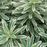 Silver Swan Euphorbia