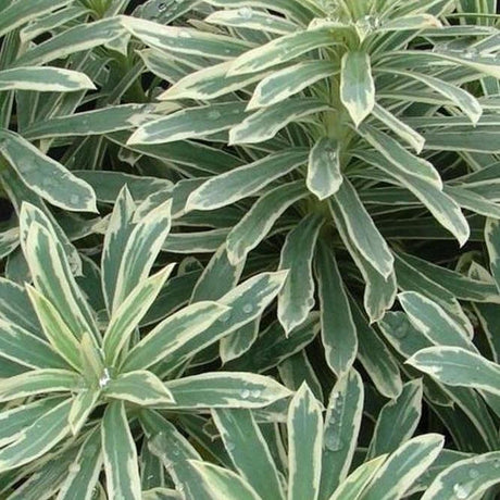 Silver Swan Euphorbia - Euphorbia characias 'Silver Swan'-Evergreen,Full Sun,Low Water,Ornamental,Outdoor,Shrub,Slow Growing-Nursery Near Me