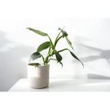 A Philodendron hastatum Silver Sword, known for its striking silver-blue foliage, sits elegantly in a white pot on a bright background, offering air-purifying benefits.-Nursery Near Me