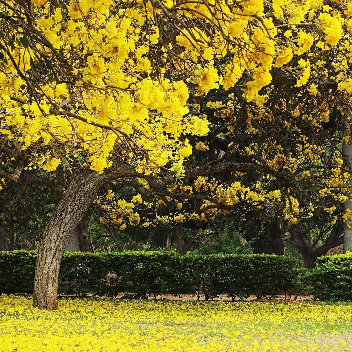 Silver Trumpet Tree - Tabebuia argentea-Deciduous,Fast Growing,Flowering,Full Sun,Moderate Water,Outdoor,Tree-Nursery Near Me