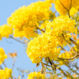 Silver Trumpet Tree - Tabebuia argentea-Deciduous,Fast Growing,Flowering,Full Sun,Moderate Water,Outdoor,Tree-Nursery Near Me