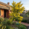 Silver Wattle