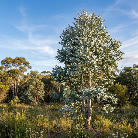 The Silver-leaved Mountain Gum (Eucalyptus pulverulenta), an Australian native, grows in a grassy, sunlit landscape under a clear blue sky.