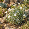 Silverbush