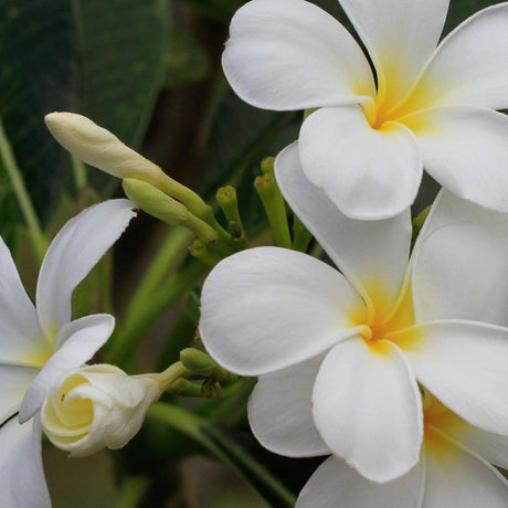 Singapore White Frangipani - Plumeria obtusa-Deciduous,Fast Growing,Flowering,Full Sun,Moderate Water,Outdoor,Tree-Nursery Near Me