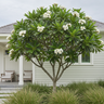 Singapore White Frangipani