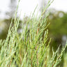 Skyrocket Juniper