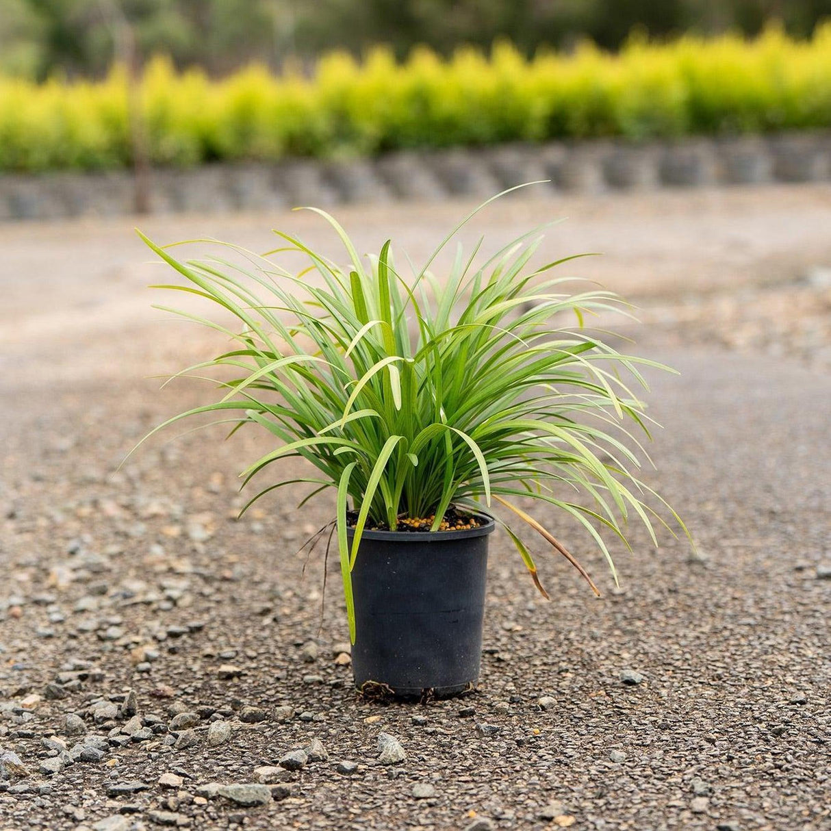 Slender Mat Rush - Lomandra hystrix-Evergreen,Full Sun,Grass,Moderate Growing,Moderate Water,Native,Outdoor,Screening-Nursery Near Me