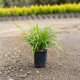 Slender Mat Rush - Lomandra hystrix-Evergreen,Full Sun,Grass,Moderate Growing,Moderate Water,Native,Outdoor,Screening-Nursery Near Me