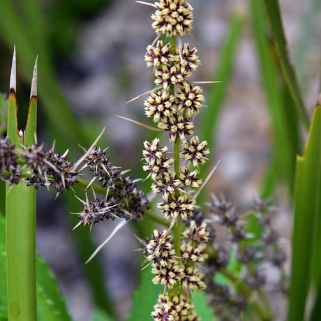 Slender Mat Rush - Lomandra hystrix-Evergreen,Full Sun,Grass,Moderate Growing,Moderate Water,Native,Outdoor,Screening-Nursery Near Me