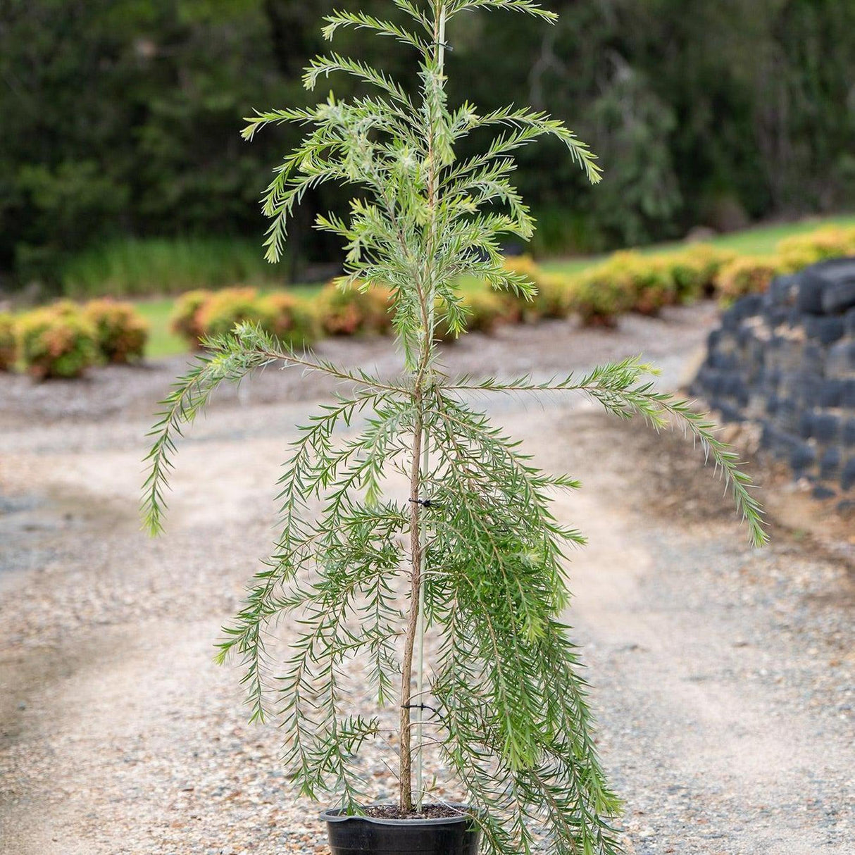 Slim Bottlebrush - Callistemon viminalis 'Slim'-Evergreen,Fast Growing,Flowering,Full Sun,Moderate Water,Native,Outdoor,Shrub-Nursery Near Me