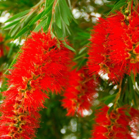 Slim Bottlebrush - Callistemon viminalis 'Slim'-Evergreen,Fast Growing,Flowering,Full Sun,Moderate Water,Native,Outdoor,Shrub-Nursery Near Me