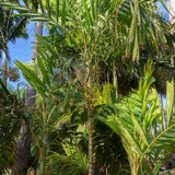 Small Fruited Palm - Ptychosperma microcarpum-Evergreen,Moderate Growing,Moderate Water,Outdoor,Palm,Partial Shade,Tropical-Nursery Near Me