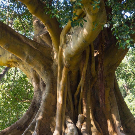 Small Leaved Fig Tree - Ficus obliqua-Evergreen,Fast Growing,Full Sun,Moderate Water,Outdoor,Screening,Tree-Nursery Near Me