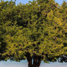Small Leaved Tamarind