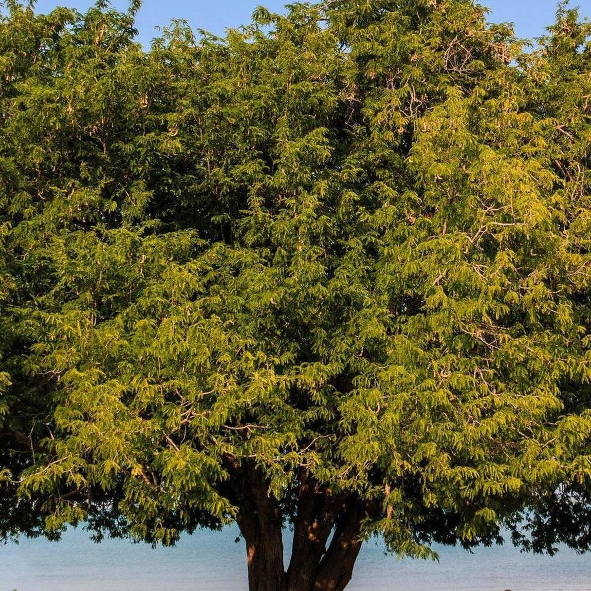 Small Leaved Tamarind - Diploglottis campbellii-Evergreen,Fruiting,Moderate Water,Native,Outdoor,Partial Shade,Slow Growing,Tree-Nursery Near Me