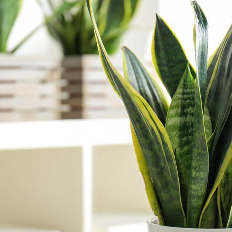 Snake Plant - Sansevieria spp.-Evergreen,Indoor,Low Water,Ornamental,Partial Shade,Slow Growing,Succulent-Nursery Near Me