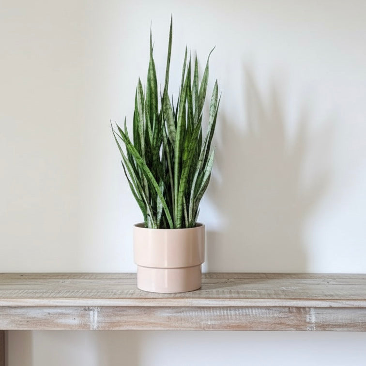 The Snake Plant (Sansevieria spp.) in a pale pink pot sits on a wooden shelf against a plain white wall, adding low-maintenance greenery to the space.