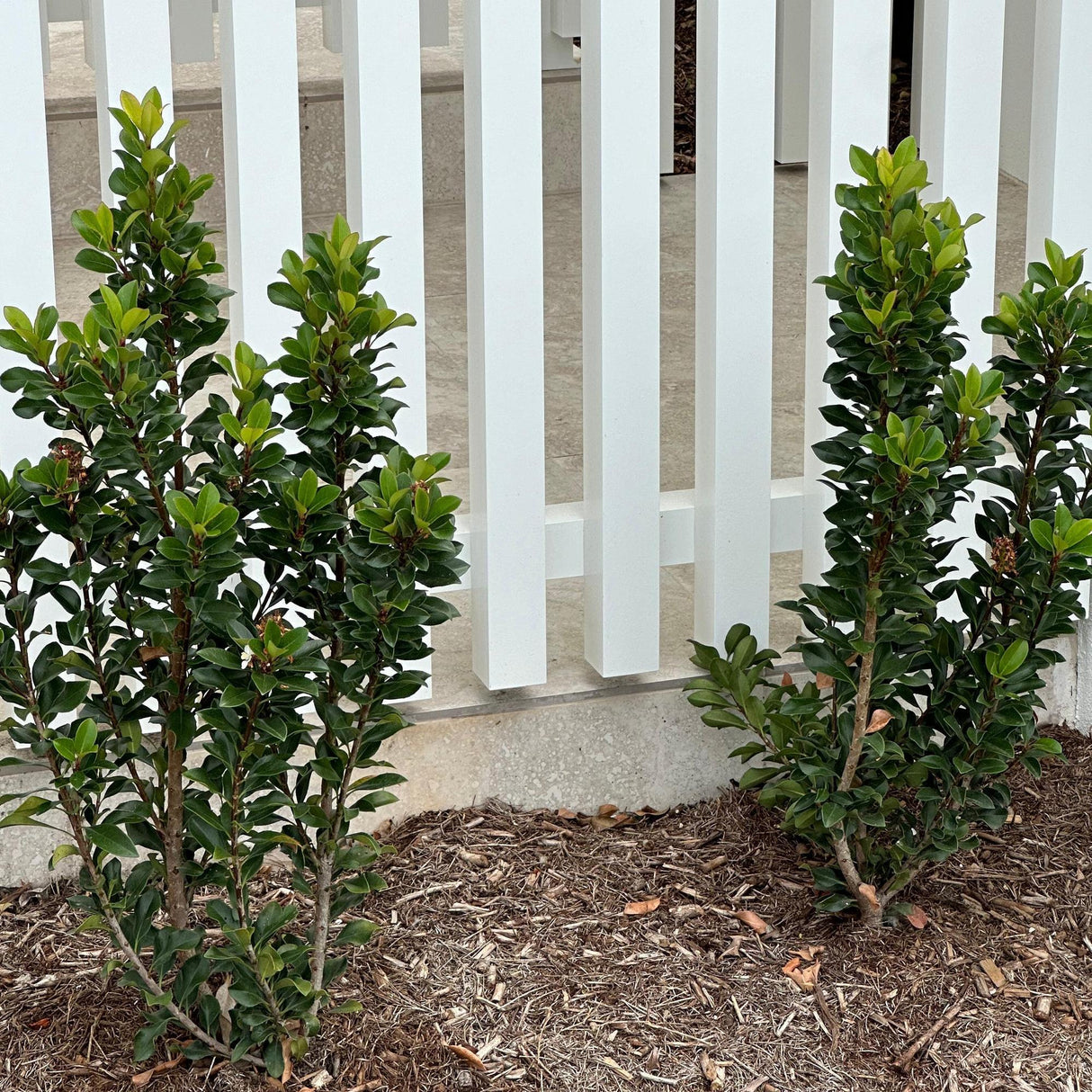 Snow Maiden Indian Hawthorn - Rhaphiolepis indica 'Snow Maiden'-Evergreen,Full Sun,Moderate Water,Outdoor,Screening,Shrub,Slow Growing-Nursery Near Me