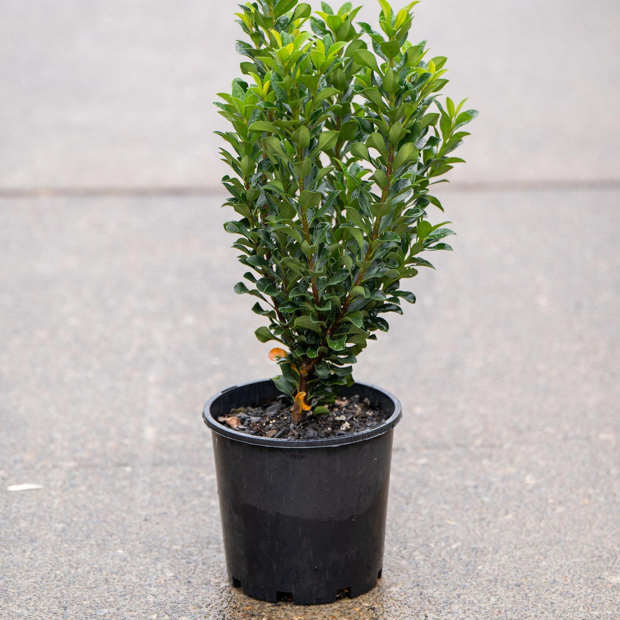 Snow Maiden Indian Hawthorn - Rhaphiolepis indica 'Snow Maiden'-Evergreen,Full Sun,Moderate Water,Outdoor,Screening,Shrub,Slow Growing-Nursery Near Me