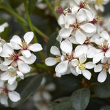 Snow Maiden Indian Hawthorn - Rhaphiolepis indica 'Snow Maiden'-Evergreen,Full Sun,Moderate Water,Outdoor,Screening,Shrub,Slow Growing-Nursery Near Me