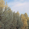 Snow Pear