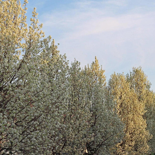 Snow Pear - Pyrus nivalis-Deciduous,Fast Growing,Full Sun,Moderate Water,Outdoor,Screening,Tree-Nursery Near Me