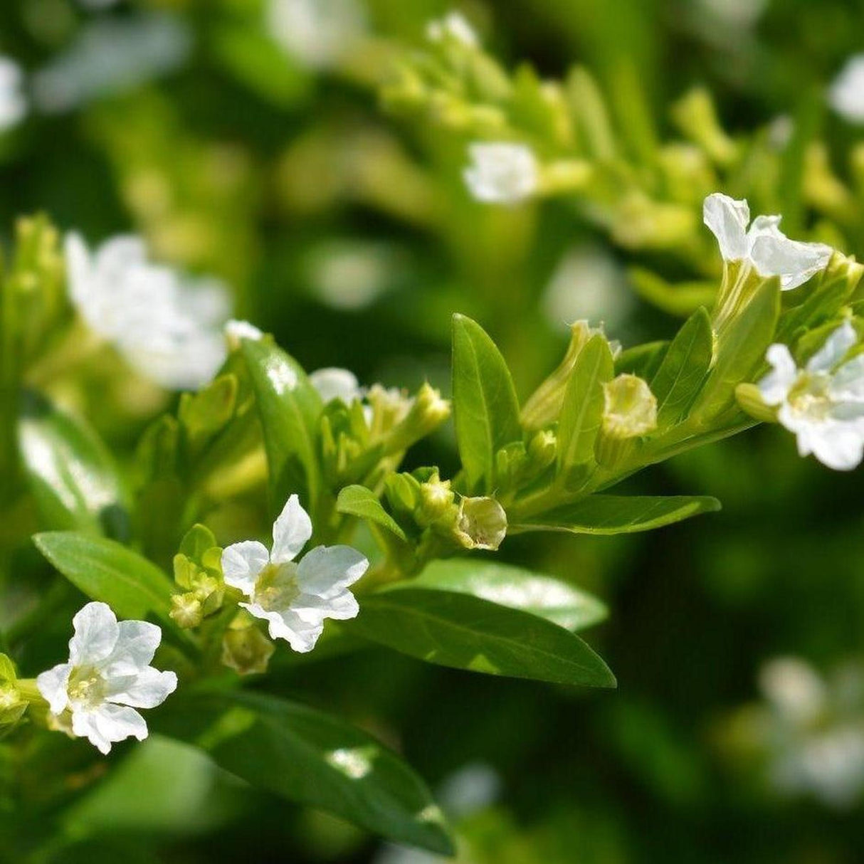 Snow White Cuphea - Cuphea hyssopifolia-Evergreen,Fast Growing,Flowering,Full Sun,Ground Cover,Moderate Water,Ornamental,Outdoor-Nursery Near Me