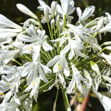 Snowball Agapanthus - Agapanthus 'Snowball'-Deciduous,Flowering,Full Sun,Moderate Growing,Moderate Water,Ornamental,Outdoor-Nursery Near Me