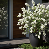 A fast-growing Snowstorm Melaleuca (Snowstorm Melaleuca linariifolia) in a pot graces the modern wooden deck, its white flowers standing out against large windows.-Nursery Near Me