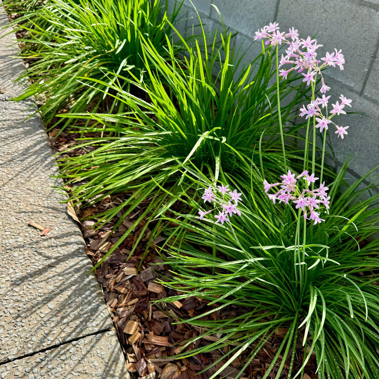 Society Garlic (Tulbaghia violacea) features green leafy plants with edible, garlic-flavored leaves and clusters of small light purple flowers, growing alongside a concrete path and wall.