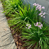 Society Garlic (Tulbaghia violacea) features green leafy plants with edible, garlic-flavored leaves and clusters of small light purple flowers, growing alongside a concrete path and wall.