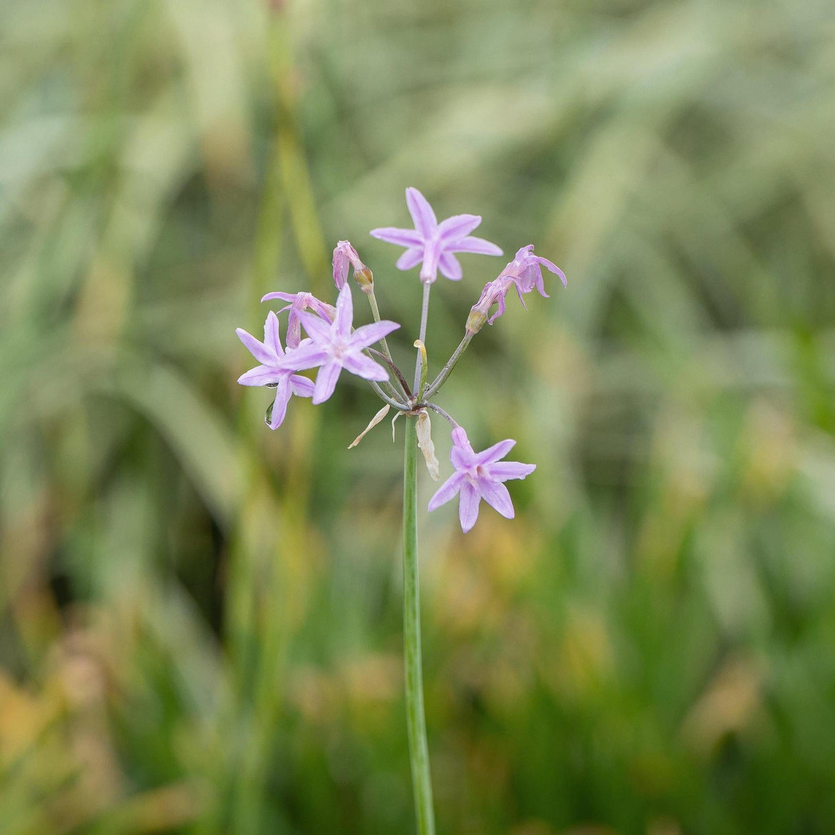 Society Garlic - Tulbaghia violacea-Evergreen,Flowering,Full Sun,Moderate Water,Ornamental,Outdoor,Shrub,Slow Growing-Nursery Near Me