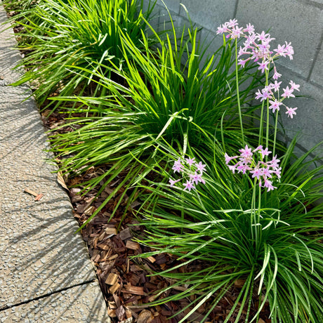 Society Garlic - Tulbaghia violacea-Evergreen,Flowering,Full Sun,Moderate Water,Ornamental,Outdoor,Shrub,Slow Growing-Nursery Near Me